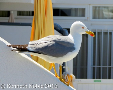 yellow-legged gull (Larus michahellis) Kenneth Noble